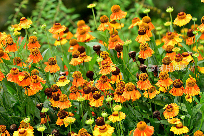 Rudbeckia /黑眼苏珊/圆锥花